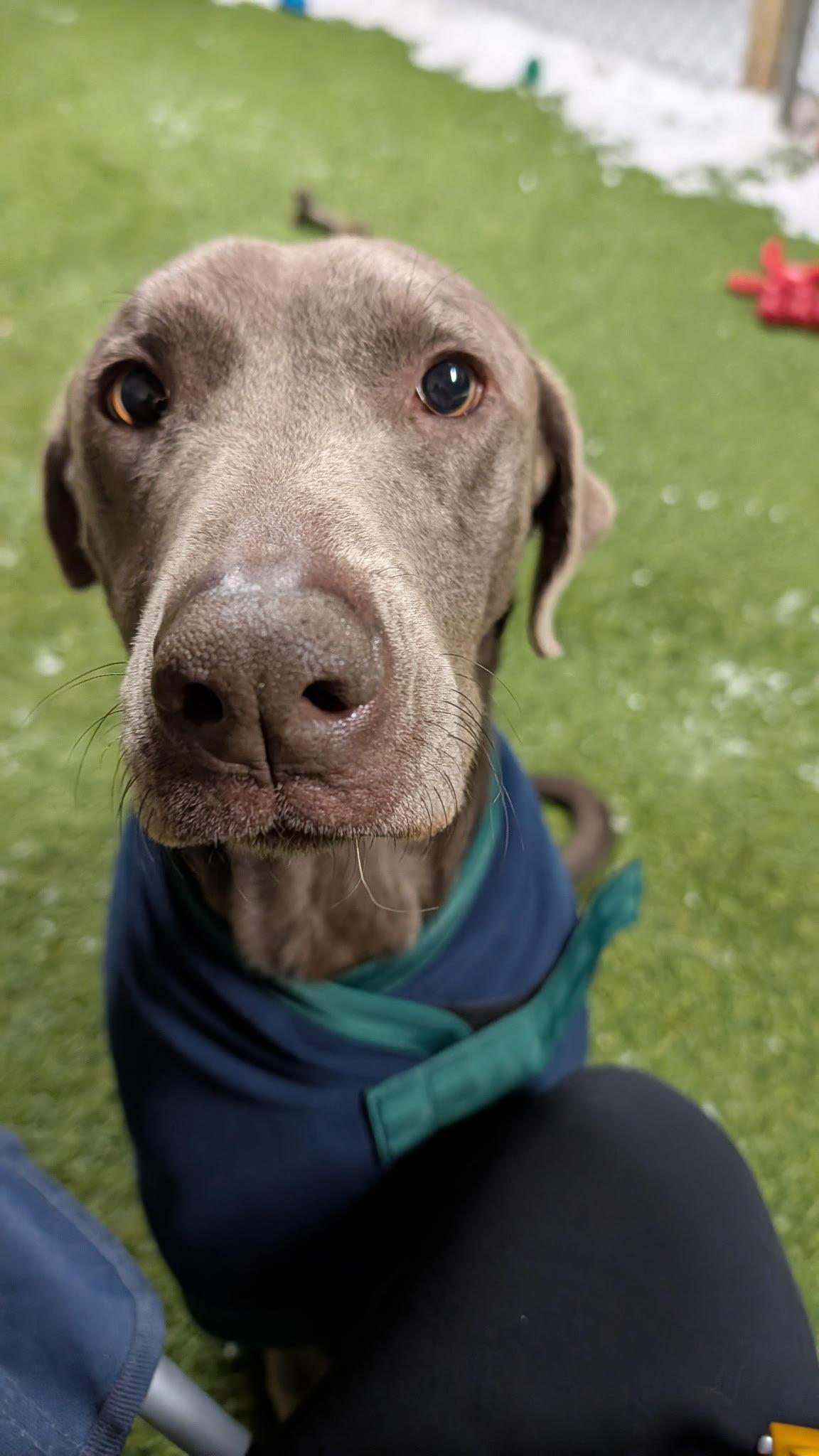 Enlarge Sage, a ADOPTABLE mixed breed in Hollis, NH image 4/5