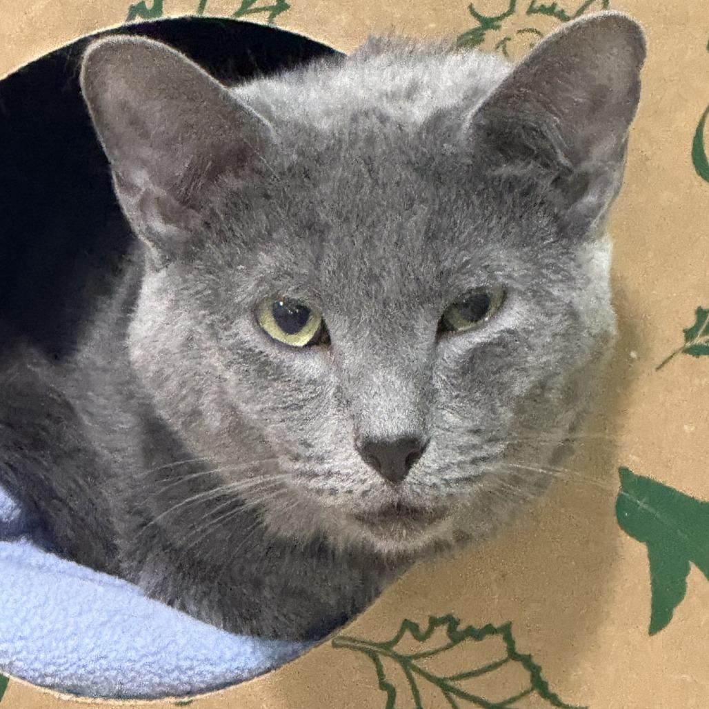 Enlarge Frigatebird, a Adoptable Domestic Short Hair in Pittsburgh, PA image 1/4