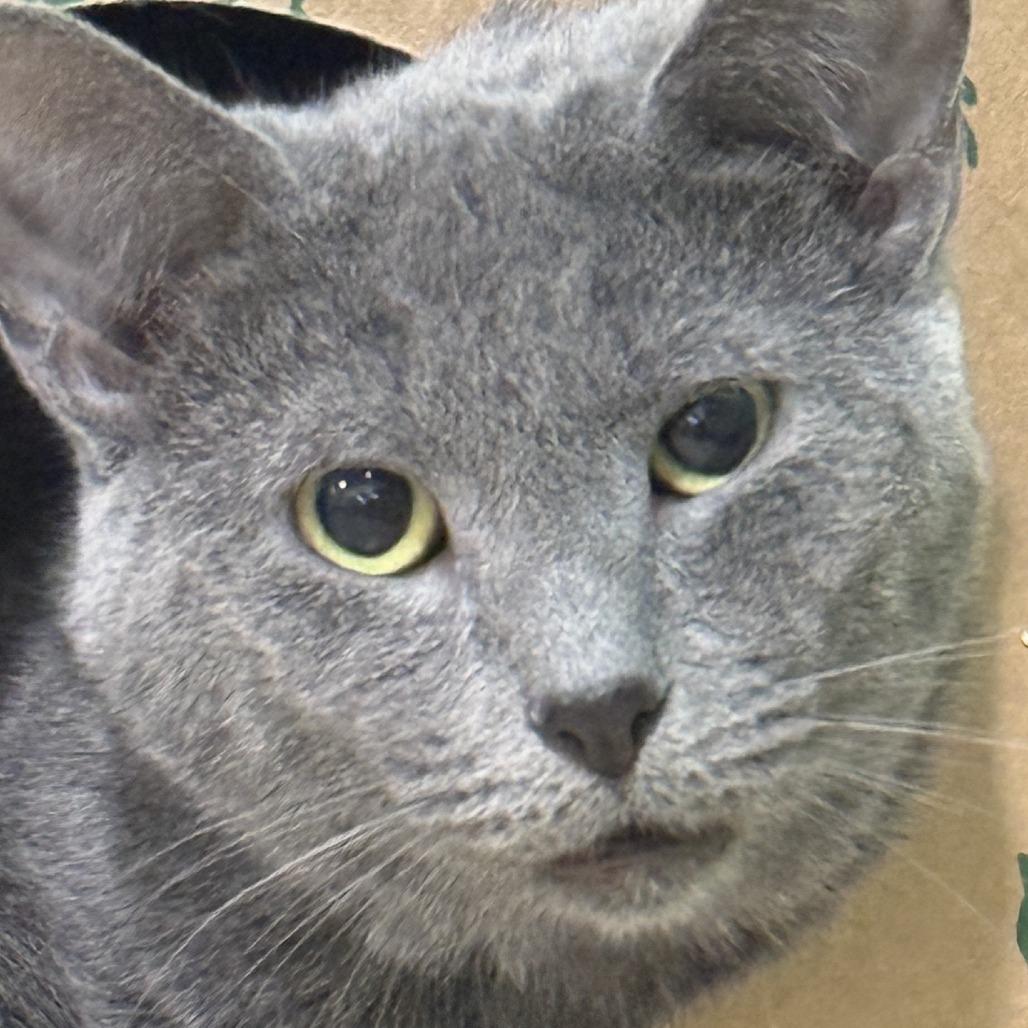 Enlarge Frigatebird, a Adoptable Domestic Short Hair in Pittsburgh, PA image 2/4