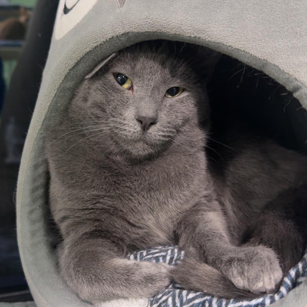 Enlarge Frigatebird, a Adoptable Domestic Short Hair in Pittsburgh, PA image 3/4