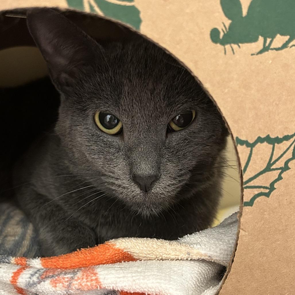 Enlarge Frigatebird, a Adoptable Domestic Short Hair in Pittsburgh, PA image 3/4