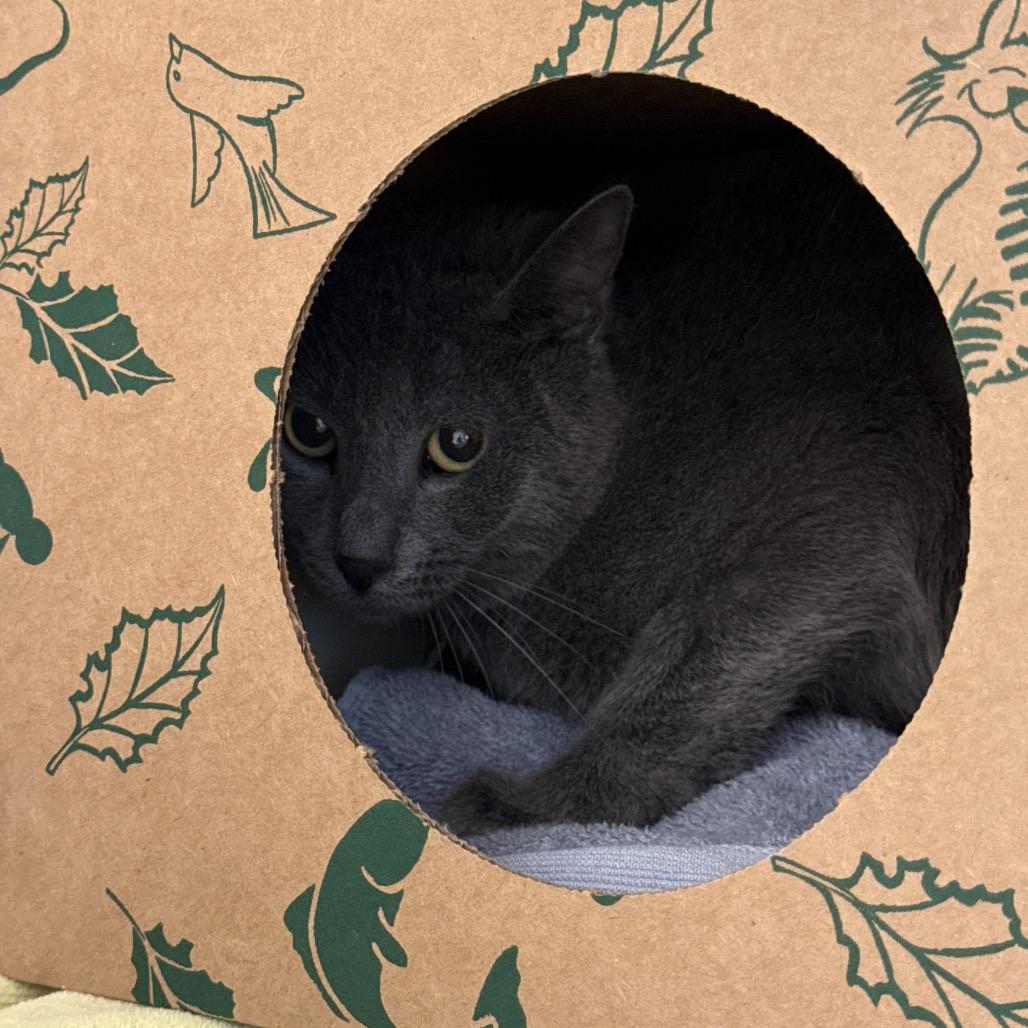 Enlarge Frigatebird, a Adoptable Domestic Short Hair in Pittsburgh, PA image 4/4