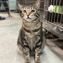 Georgie, Adoptable, Young Male Tabby.
