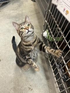 Georgie, a Adoptable Tabby in Clawson, MI image 2/3
