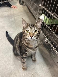 Georgie, a Adoptable Tabby in Clawson, MI image 3/3