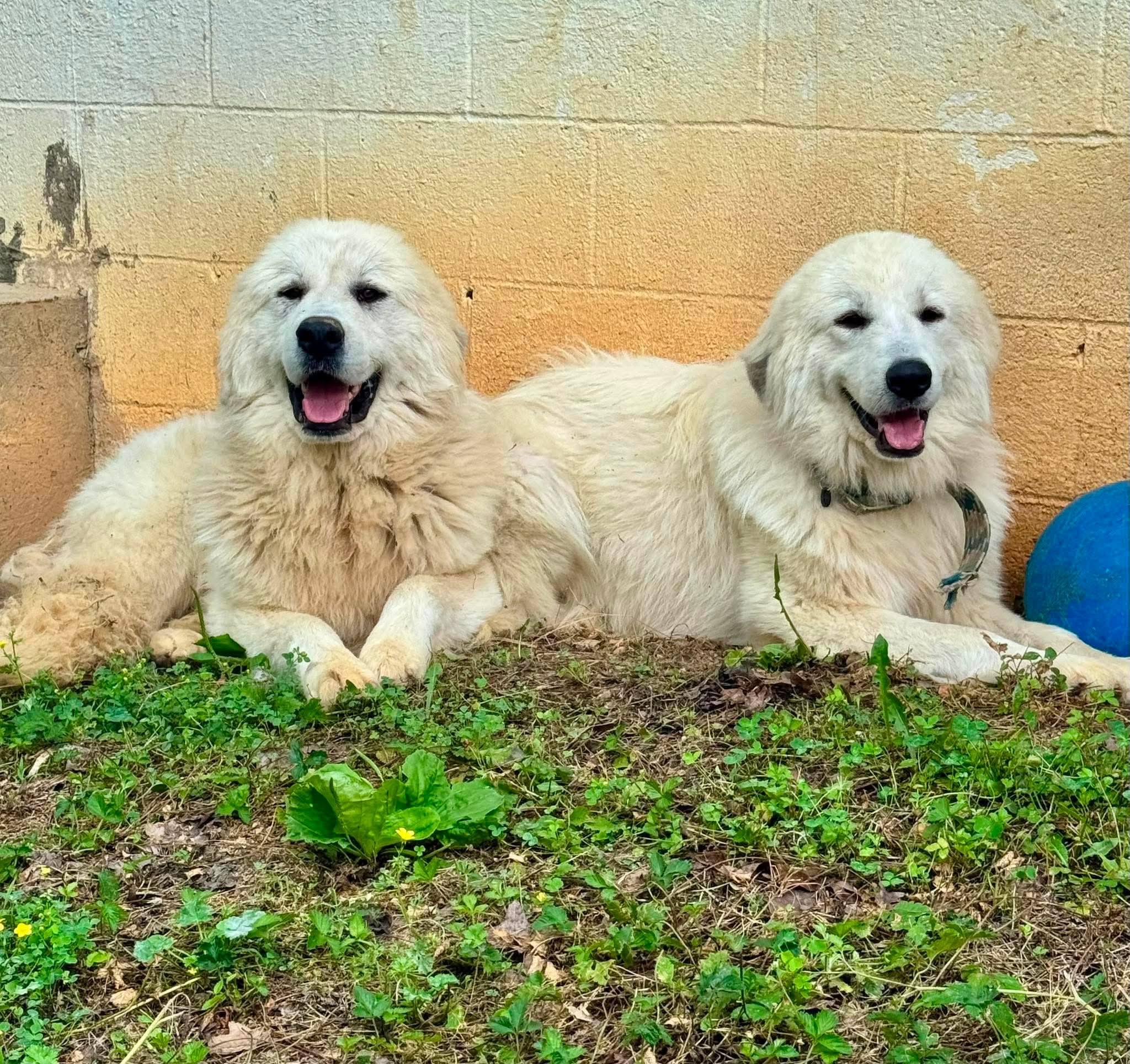 Enlarge GABRIEL & RAPHAEL, a ADOPTABLE Great Pyrenees in Waverly, TN image 1/2