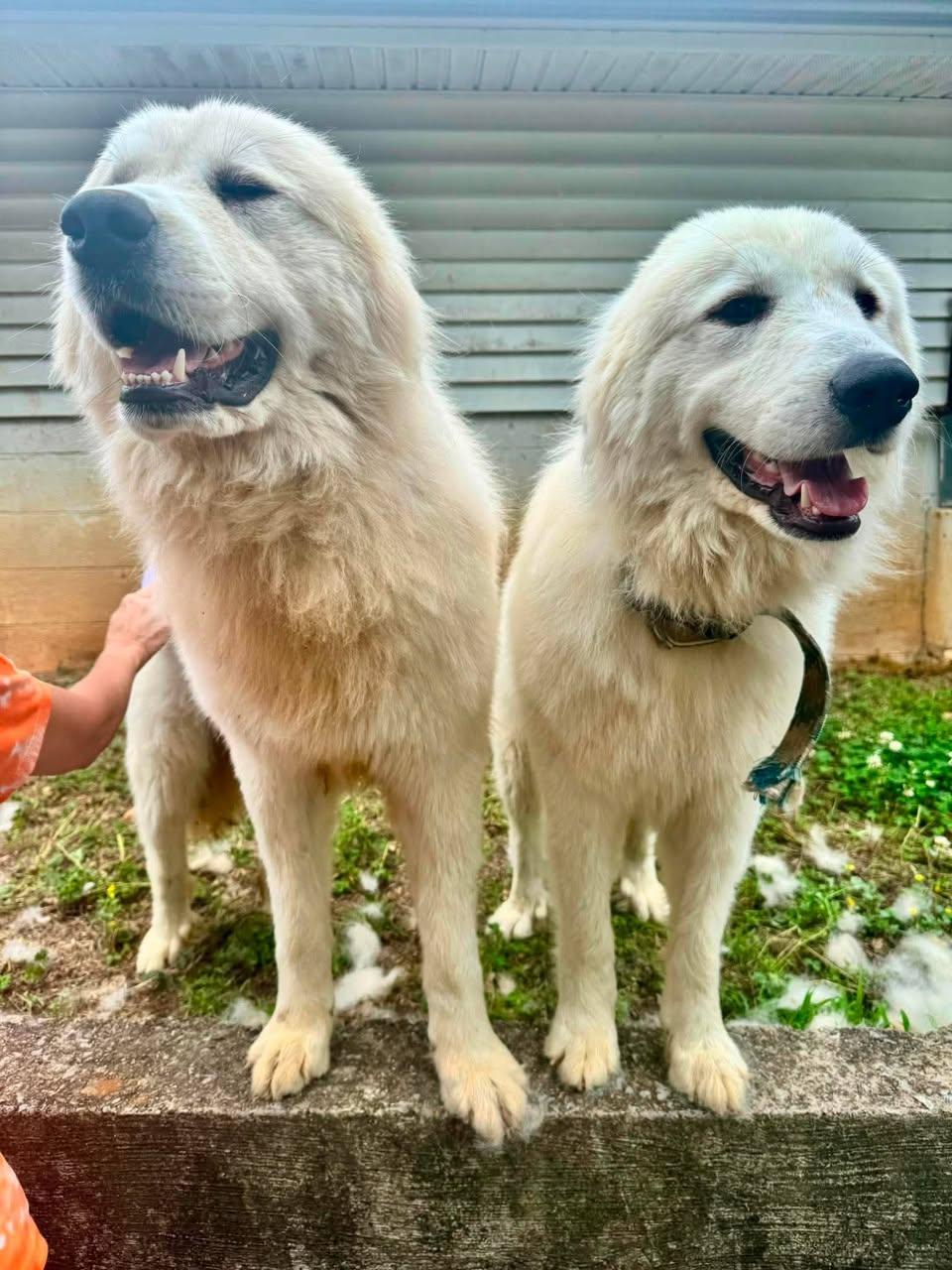 Enlarge GABRIEL & RAPHAEL, a ADOPTABLE Great Pyrenees in Waverly, TN image 2/2