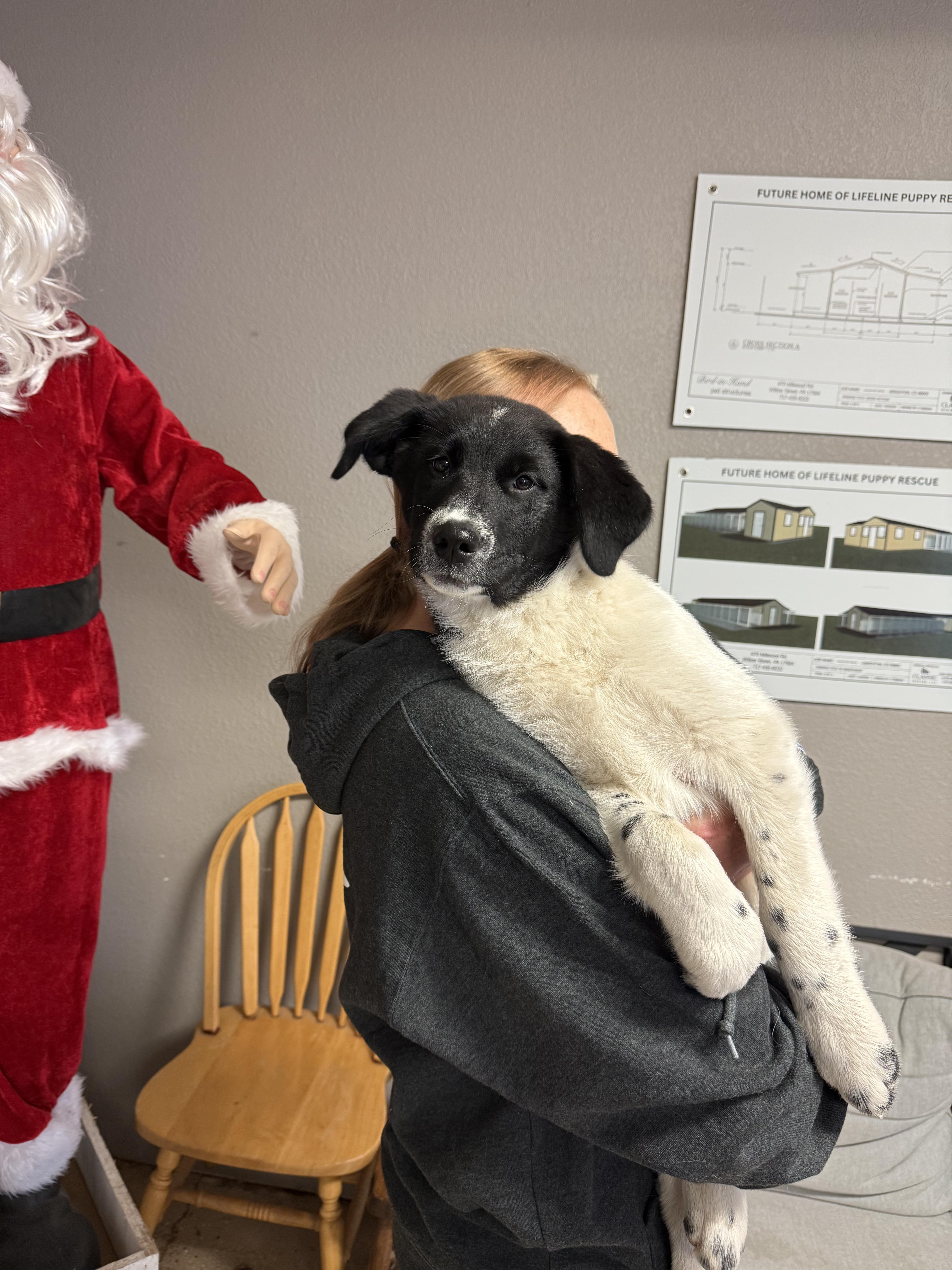#1022-25 (Snowball), a Adoptable mixed breed in Brighton, CO image 1/3