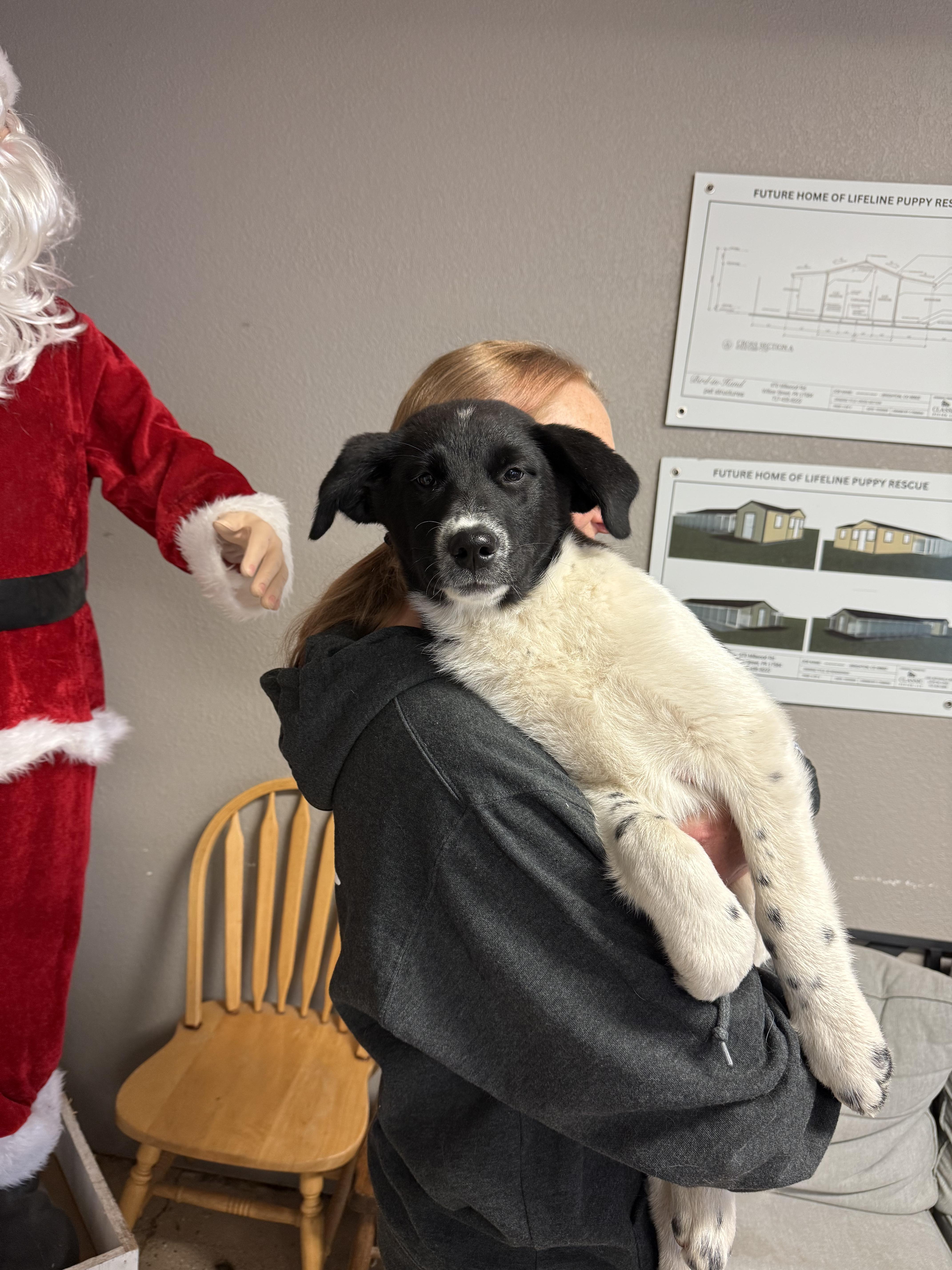 #1022-25 (Snowball), a Adoptable mixed breed in Brighton, CO image 2/3