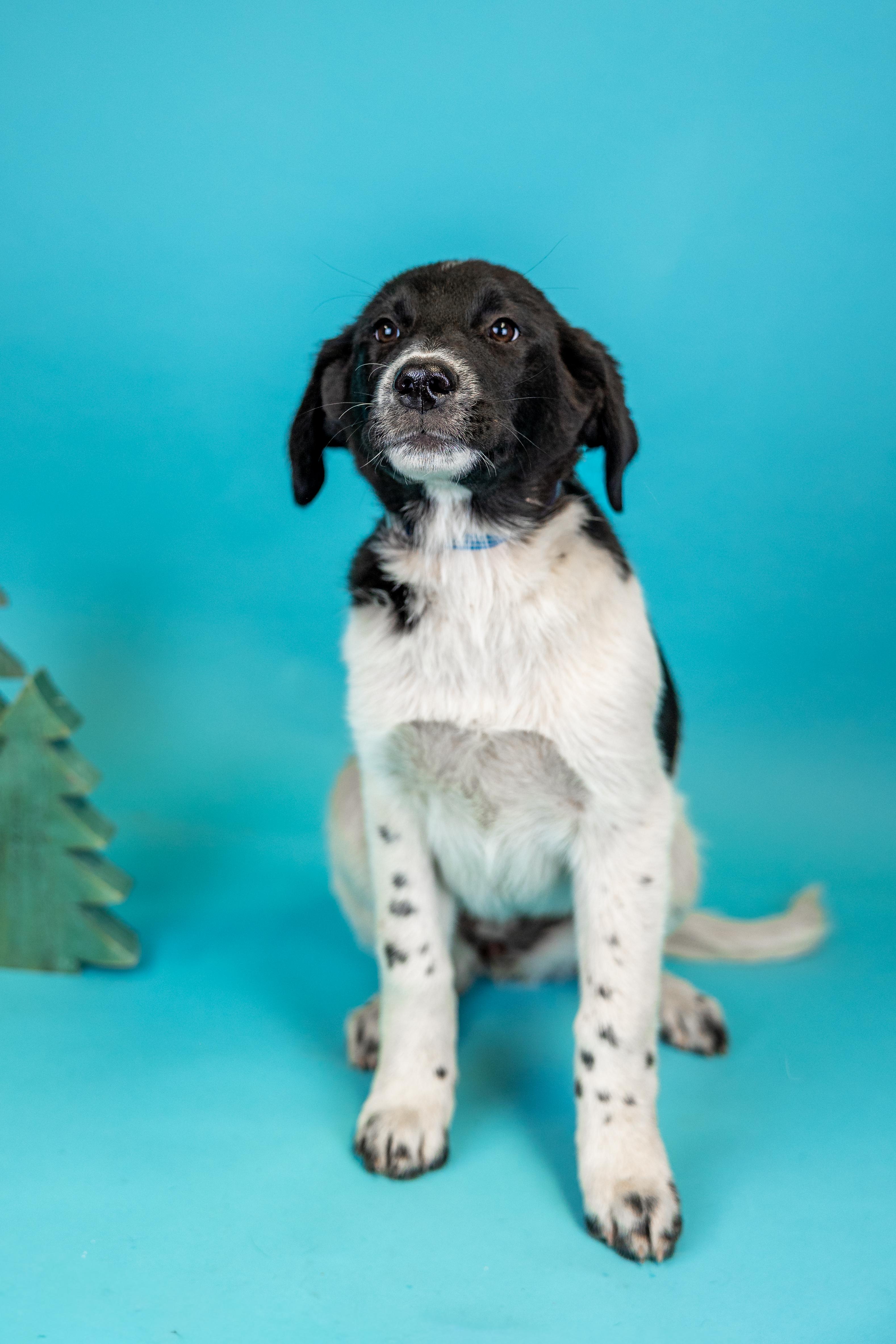 #1022-25 (Snowball), a Adoptable mixed breed in Brighton, CO image 3/3