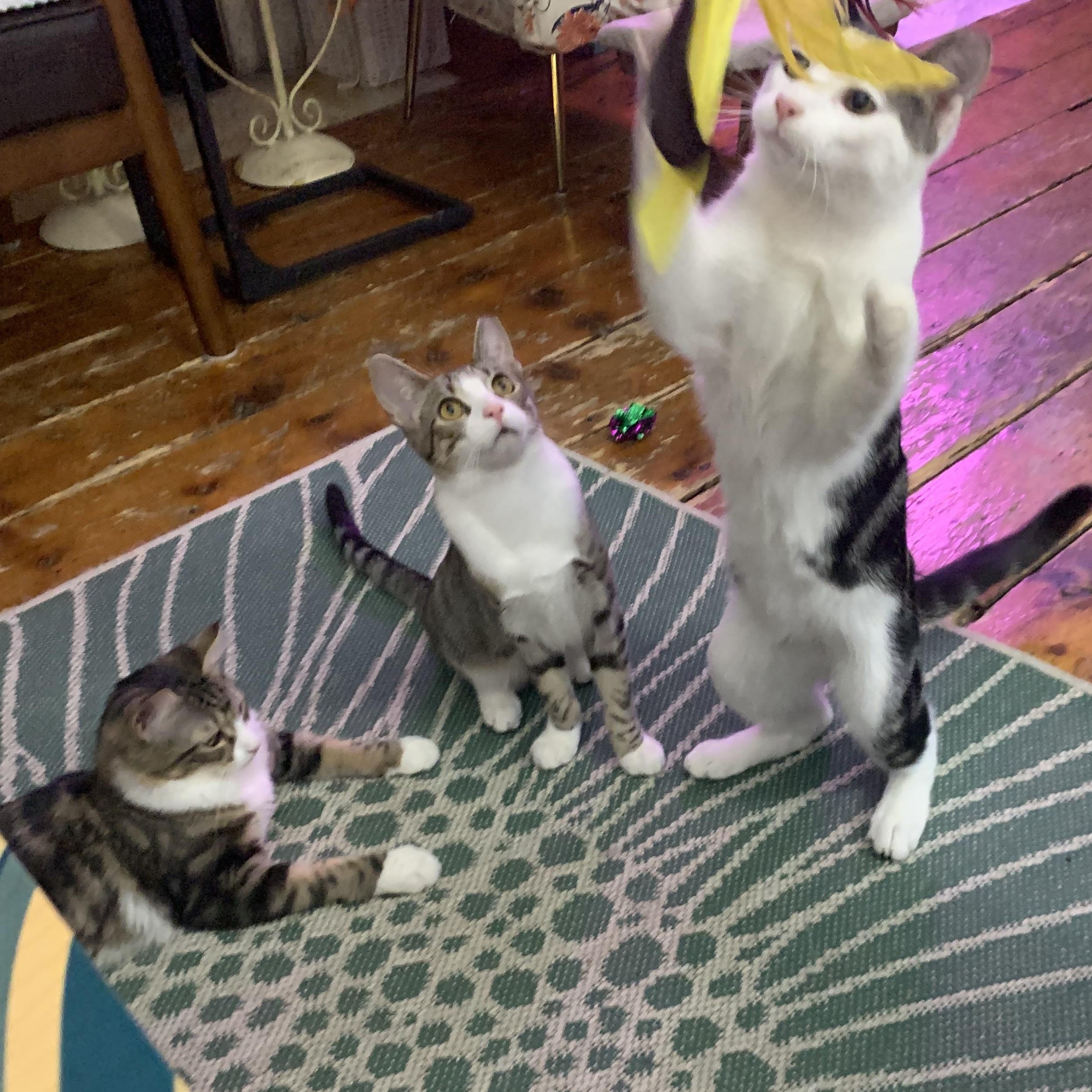 Enlarge Petey , a Adoptable Domestic Short Hair in Jersey City, NJ image 4/4