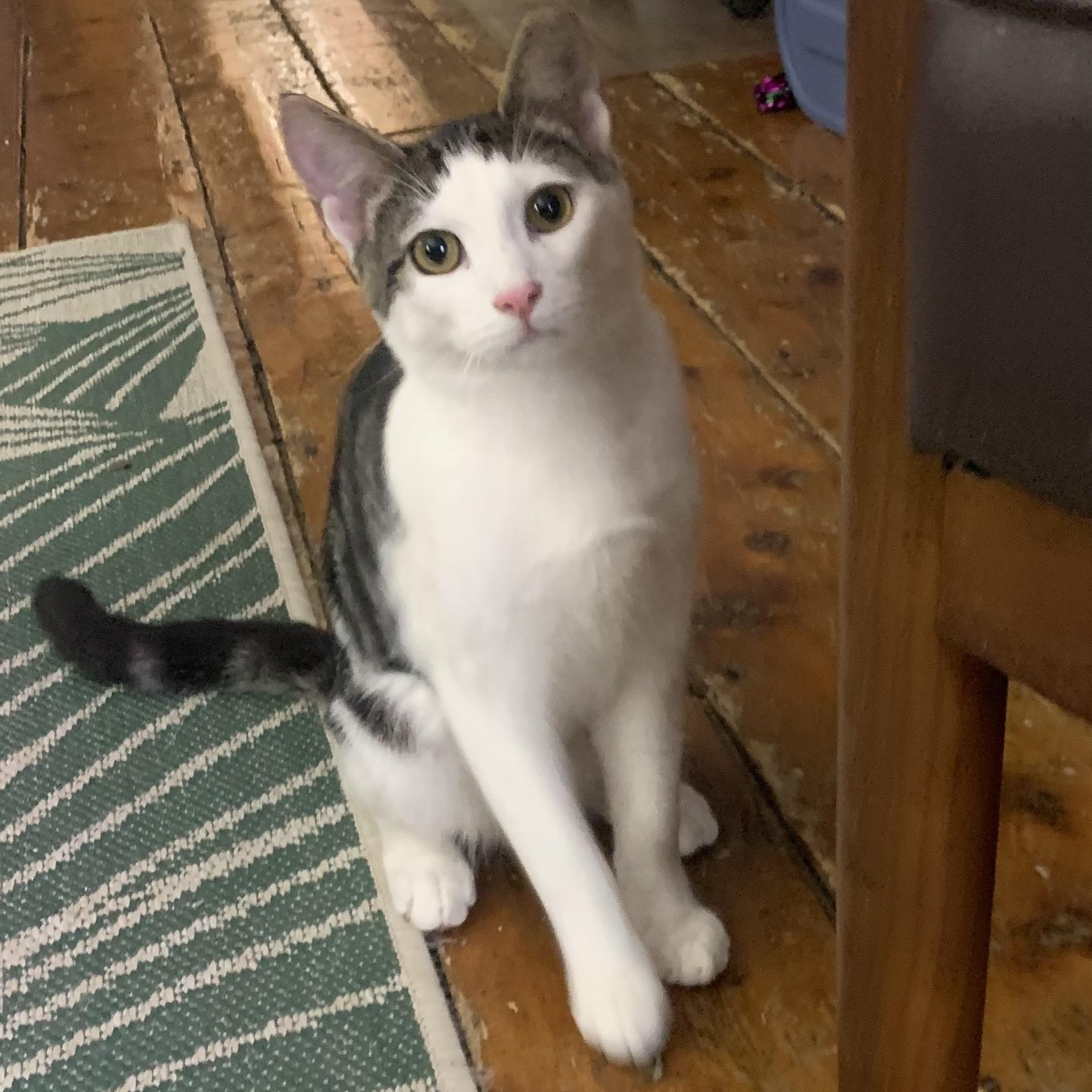 Enlarge Petey , a Adoptable Domestic Short Hair in Jersey City, NJ image 2/4