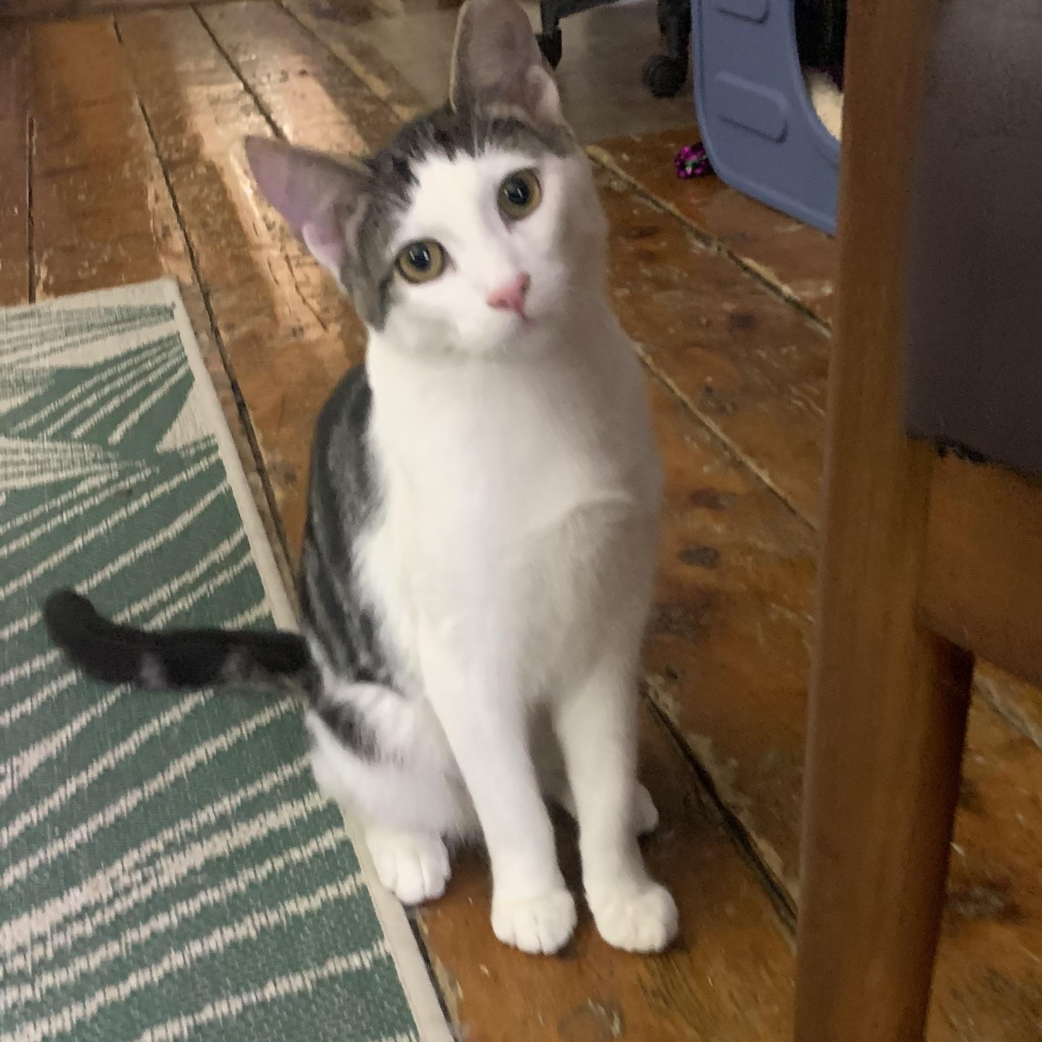 Petey , Adoptable, Young Male Domestic Short Hair.