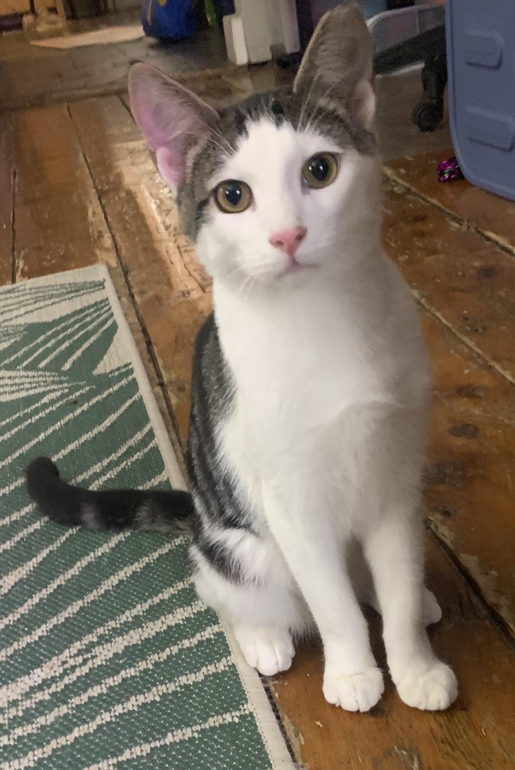 Enlarge Petey , a Adoptable Domestic Short Hair in Jersey City, NJ image 3/4