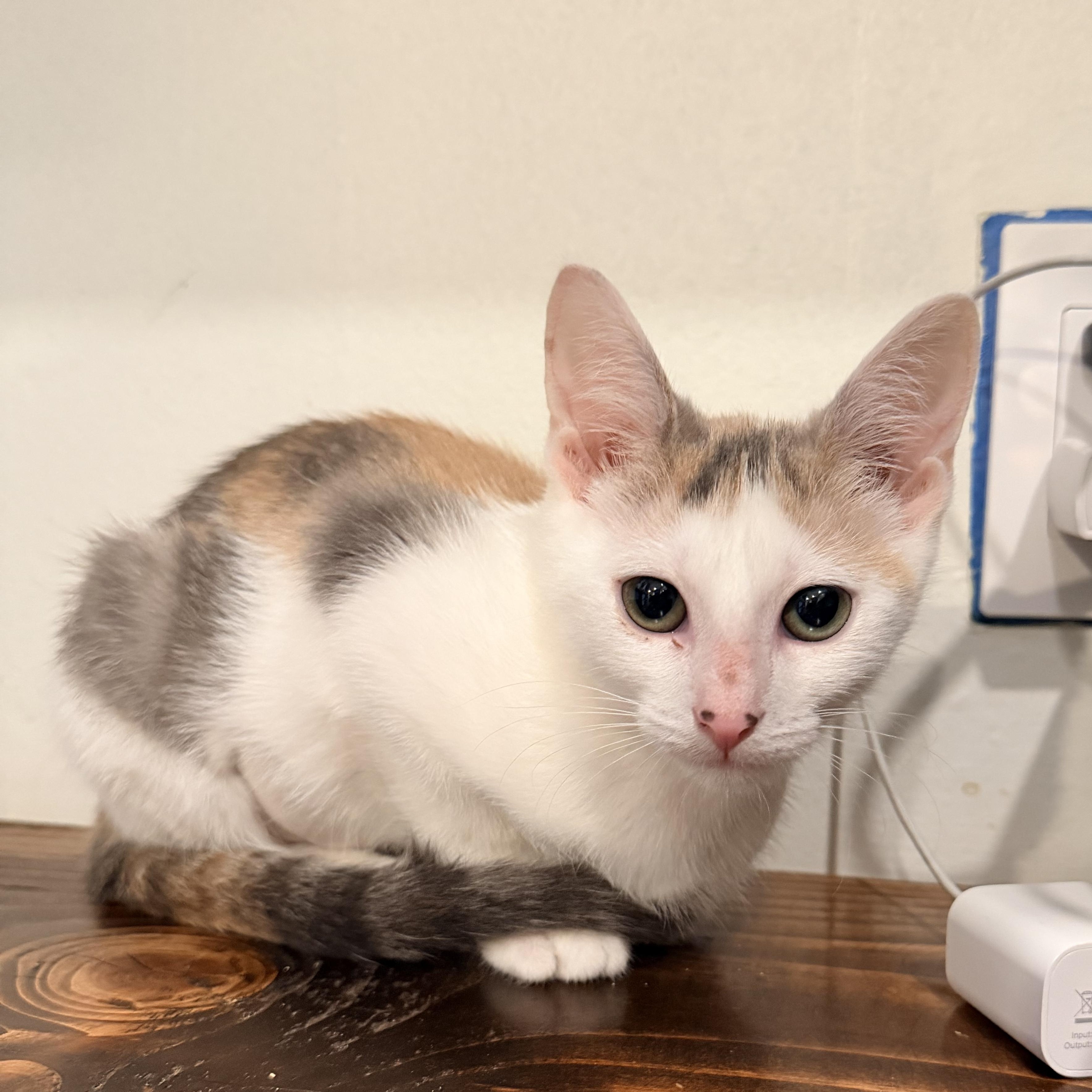 Penny, adopted, Kitten Female Domestic Short Hair.
