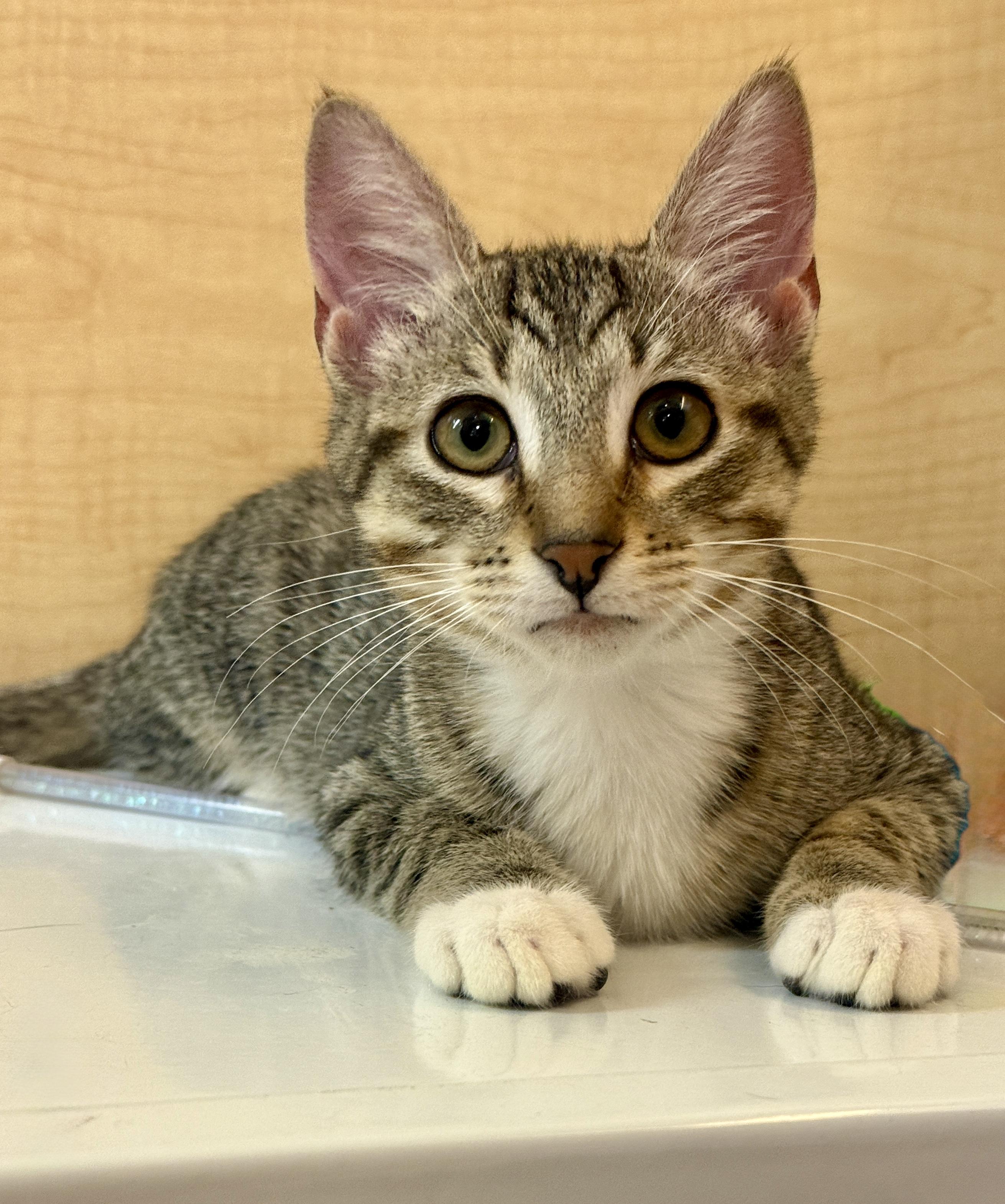 Enlarge Chip, a Adoptable Domestic Short Hair in Mobile, AL image 1/2