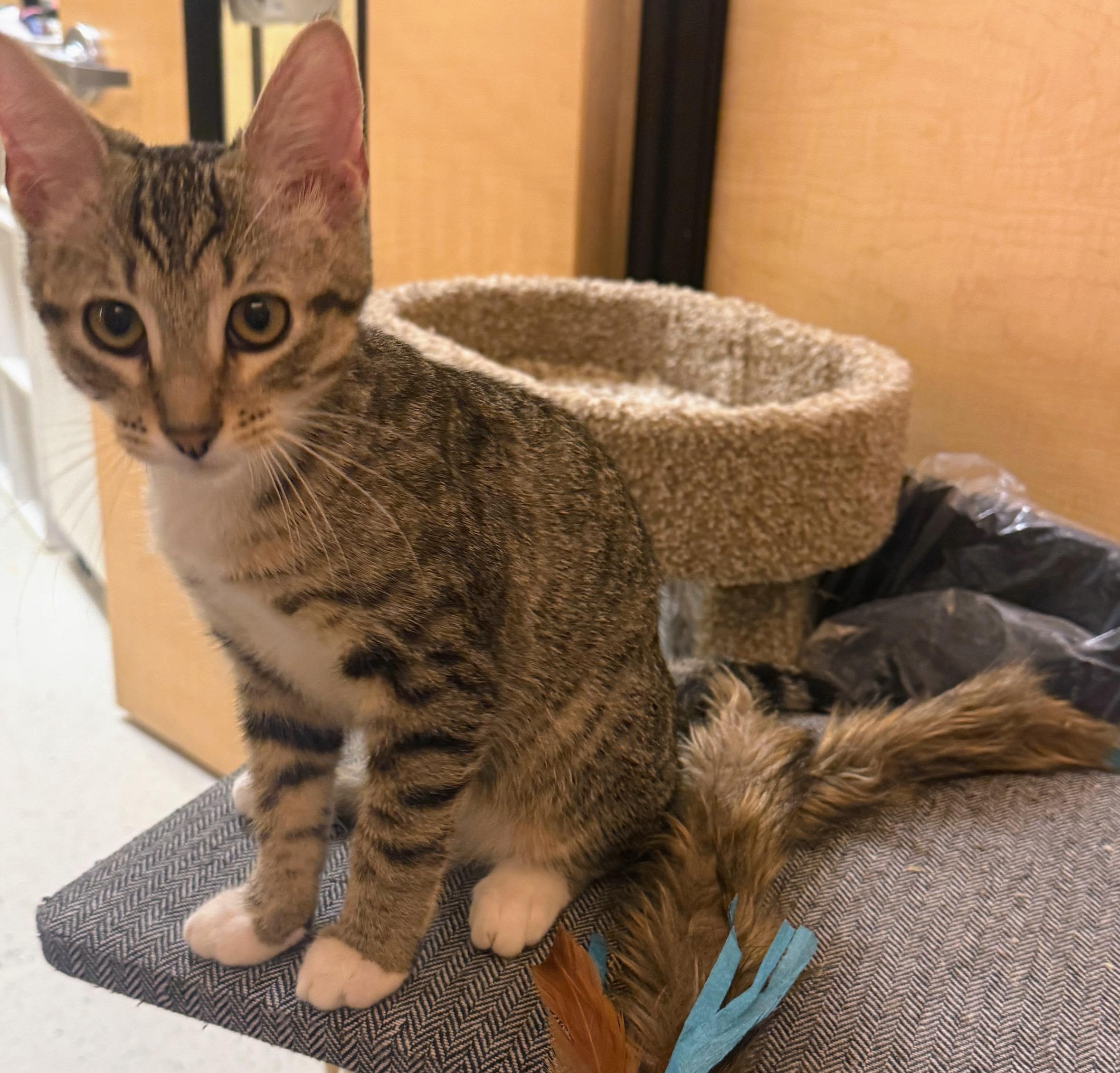 Enlarge Chip, a Adoptable Domestic Short Hair in Mobile, AL image 2/2