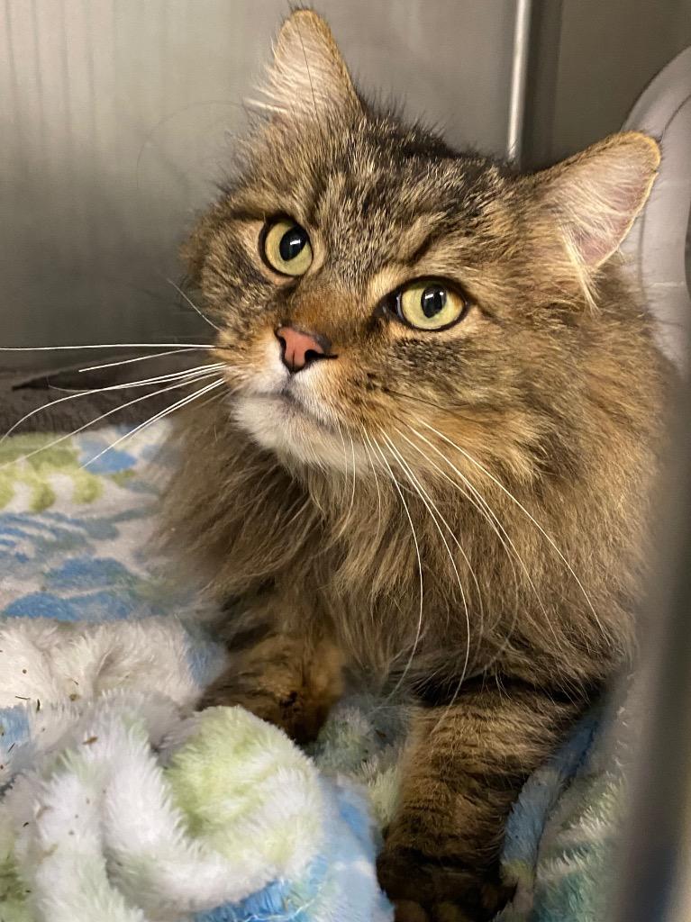 Hera, Adoptable, Young Female Domestic Short Hair.