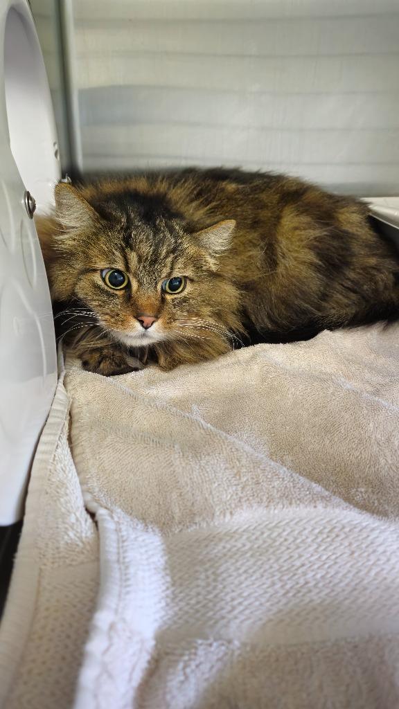 Hera, a Adoptable mixed breed in Grants Pass, OR image 2/2