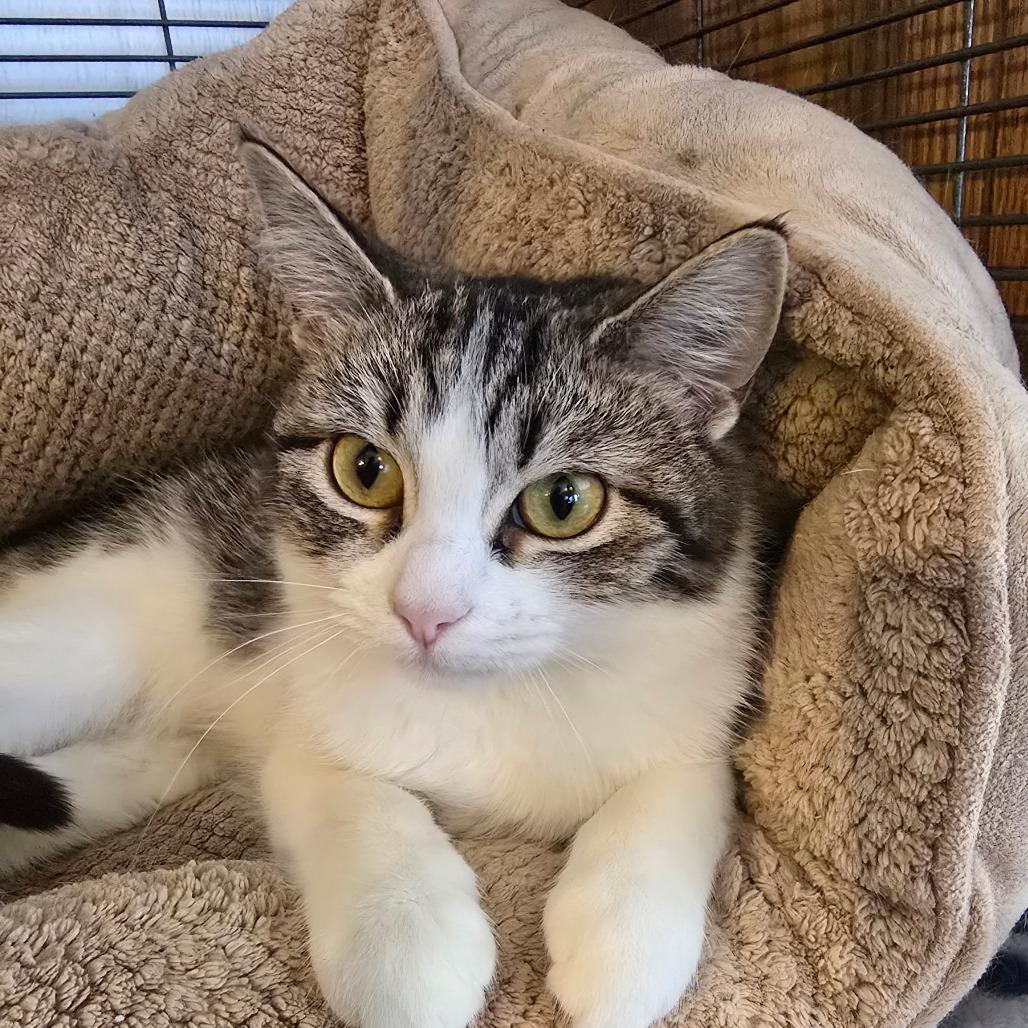 Enlarge Trixie, a Adoptable Domestic Short Hair in Hanna City, IL image 1/4