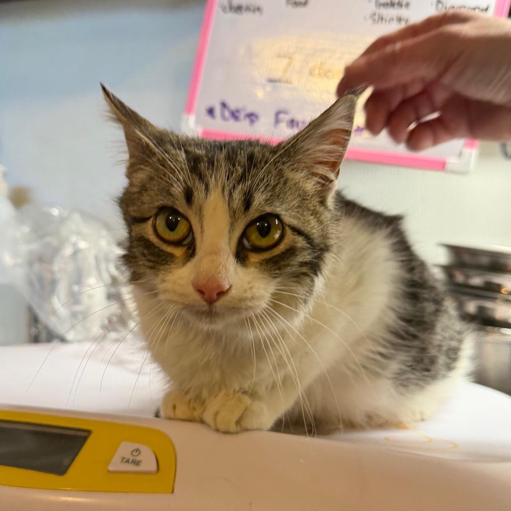 Enlarge Trixie, a Adoptable Domestic Short Hair in Hanna City, IL image 2/4