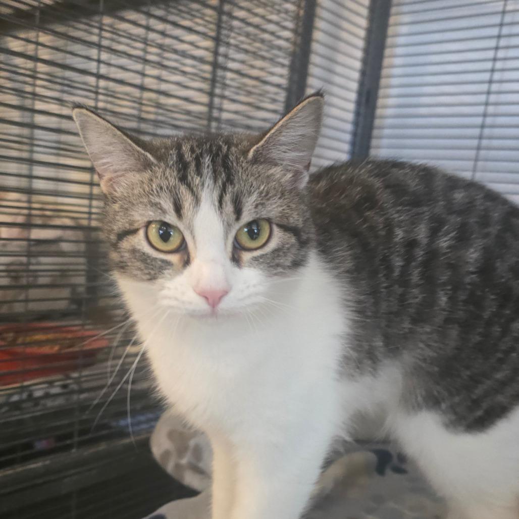 Enlarge Trixie, a Adoptable Domestic Short Hair in Hanna City, IL image 3/4