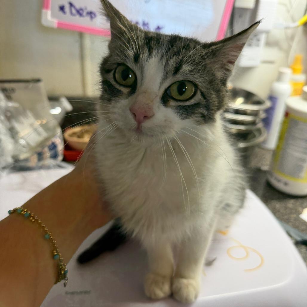Enlarge Trixie, a Adoptable Domestic Short Hair in Hanna City, IL image 4/4