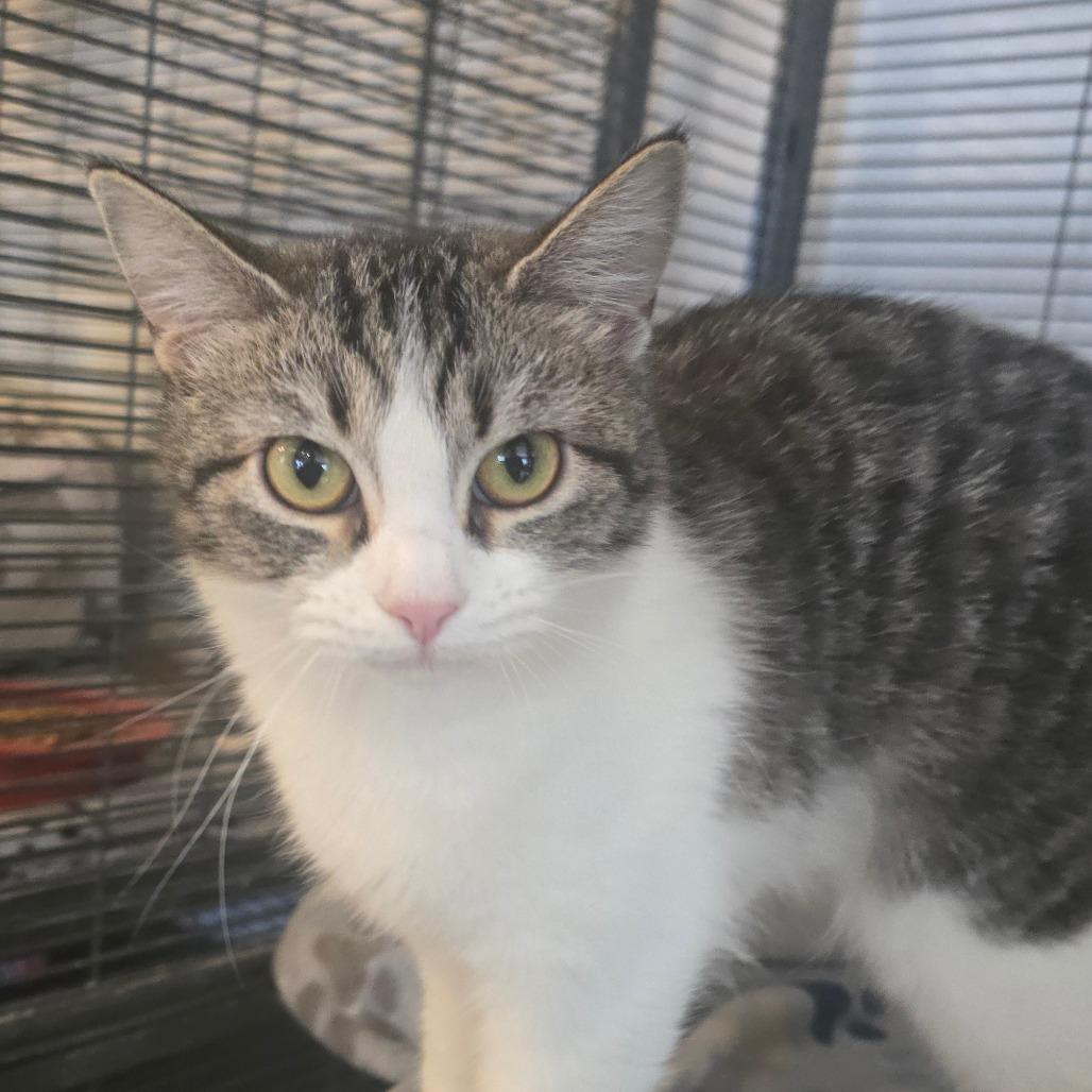 Trixie, a Adoptable Domestic Short Hair in Hanna City, IL image 5/5