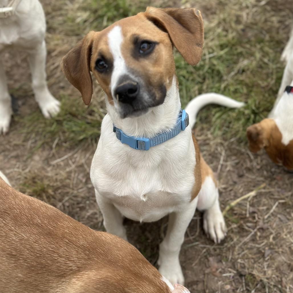 Isaac(Blue), Adoptable, Puppy Male Mixed Breed.