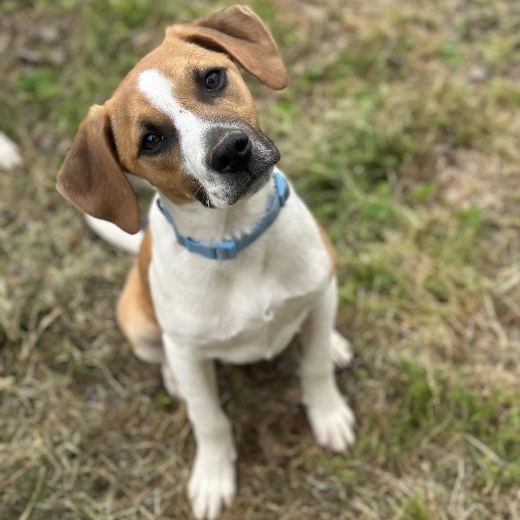 Enlarge Isaac(Blue), a Adoptable Mixed Breed in Clarksville, AR image 2/5