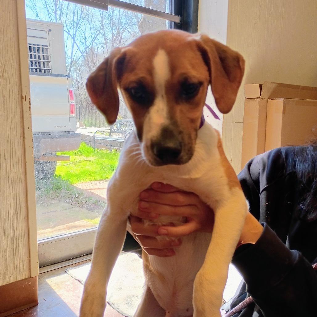 Enlarge Isaac(Blue), a Adoptable Mixed Breed in Clarksville, AR image 3/5