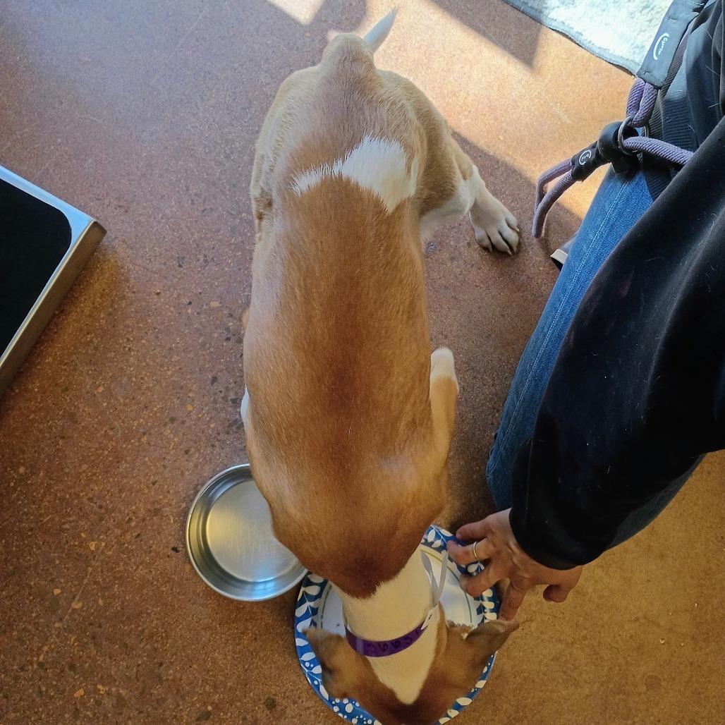 Enlarge Isaac(Blue), a Adoptable Mixed Breed in Clarksville, AR image 4/5