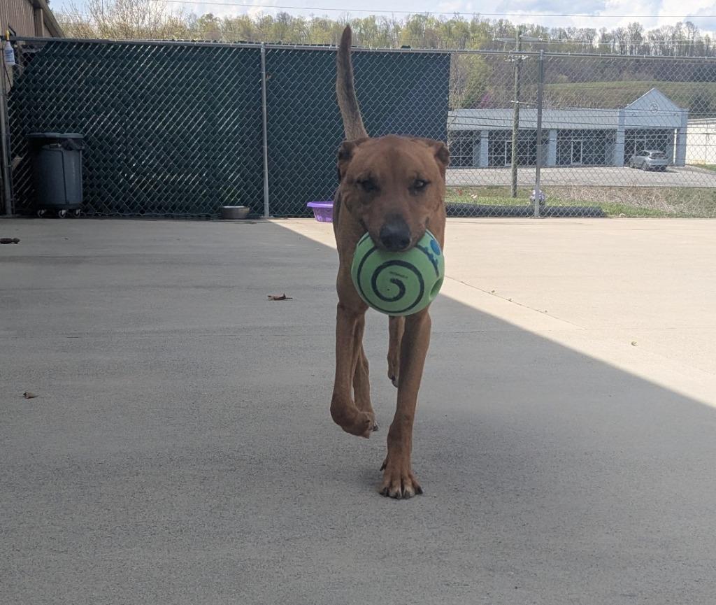 Enlarge Sam, a Adoptable mixed breed in Blountville, TN image 1/6