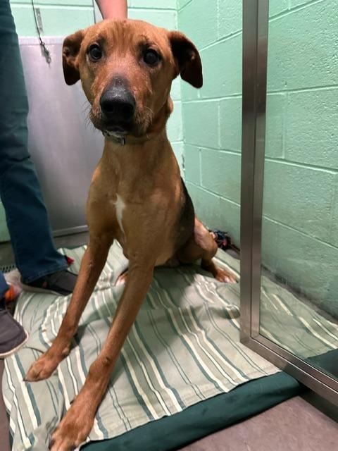Enlarge Sam, a Adoptable mixed breed in Blountville, TN image 2/6