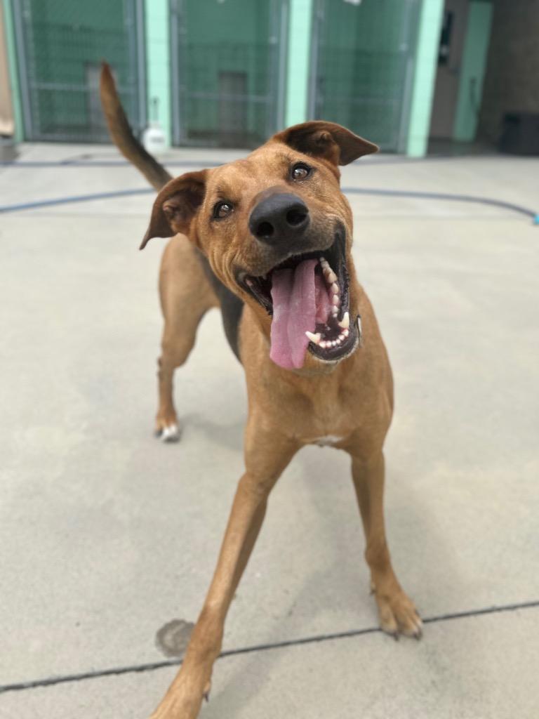 Enlarge Sam, a Adoptable mixed breed in Blountville, TN image 3/6