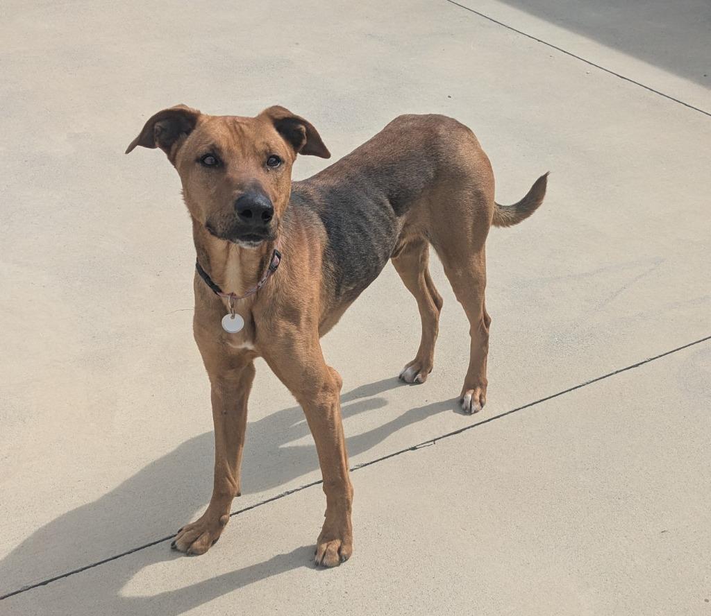 Enlarge Sam, a Adoptable mixed breed in Blountville, TN image 4/6