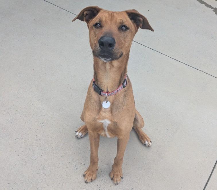 Enlarge Sam, a Adoptable mixed breed in Blountville, TN image 5/6