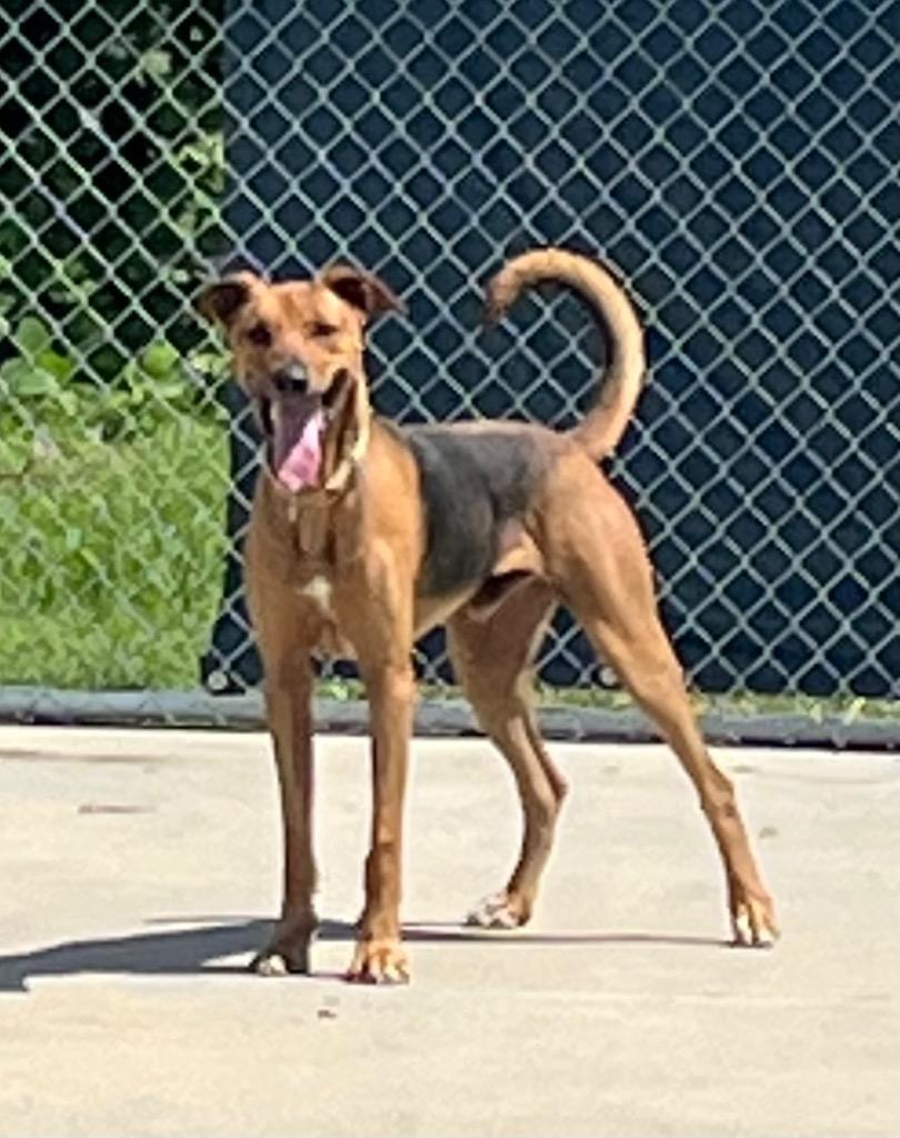 Sam, a Adoptable mixed breed in Blountville, TN image 6/6