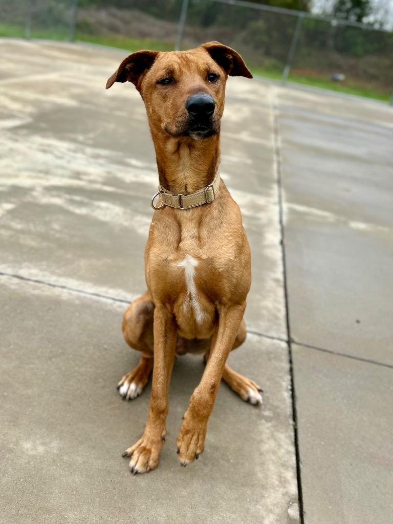 Enlarge Sam, a Adoptable mixed breed in Blountville, TN image 6/6