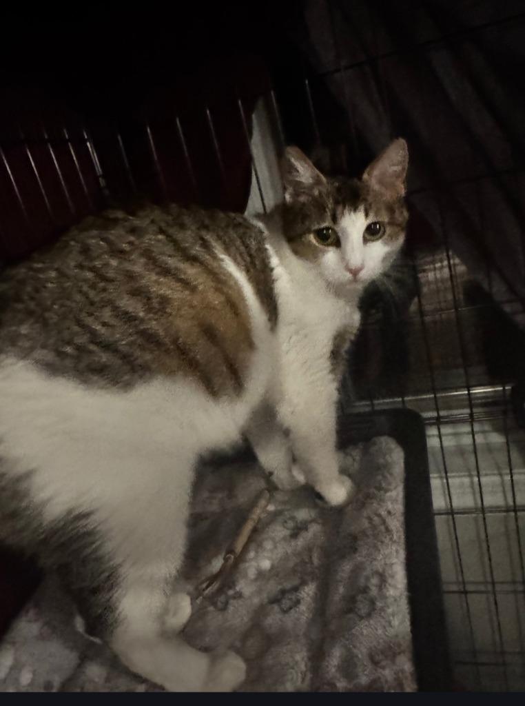 Jolene, Adoptable, Young Female Domestic Short Hair.