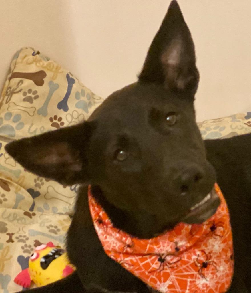 RHETT, Adopted, Adult Male German Shepherd Dog & Labrador Retriever.