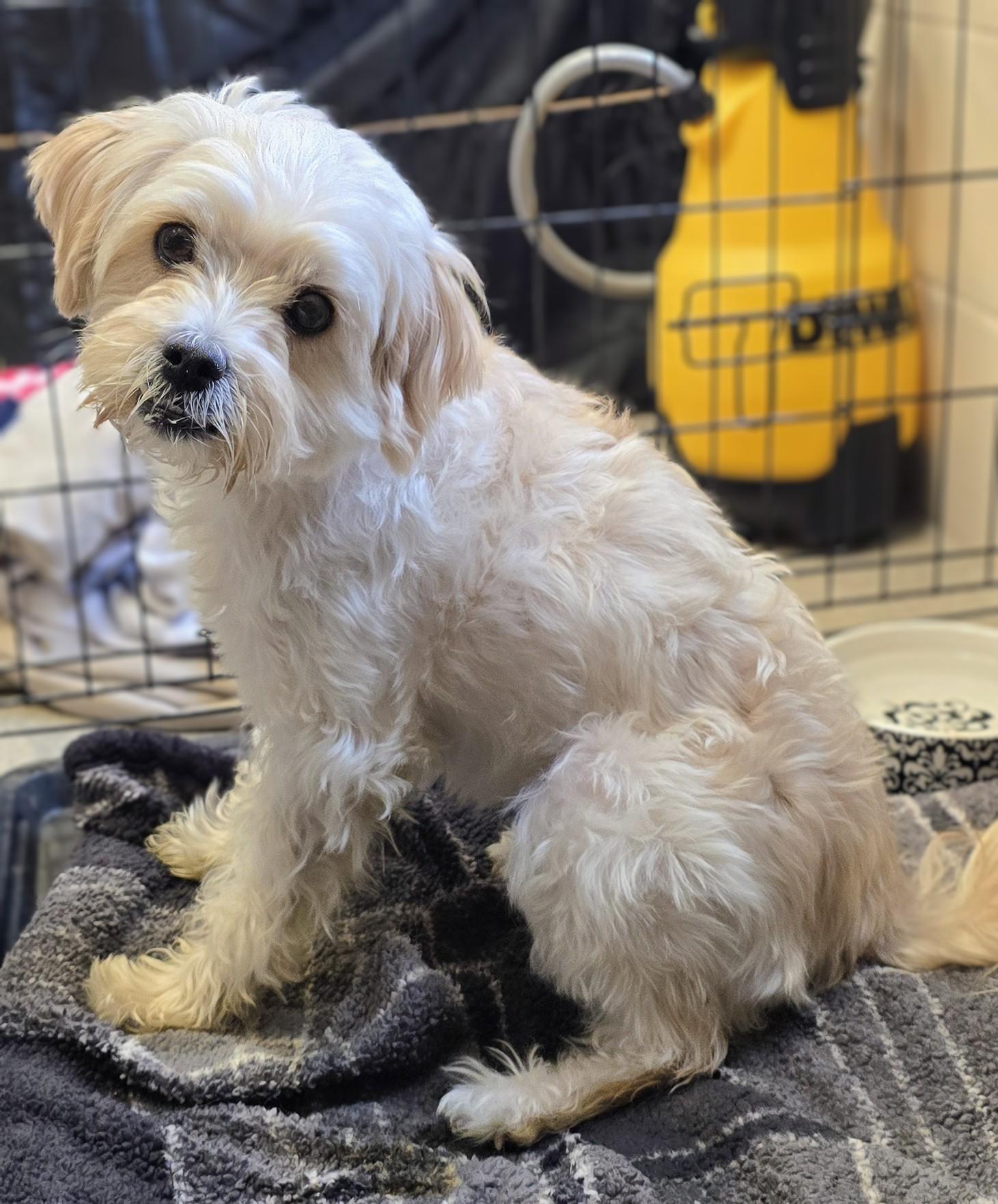 Enlarge 26-109 Chanel, an adopted Yorkie Poo in Amityville, NY image 1/1