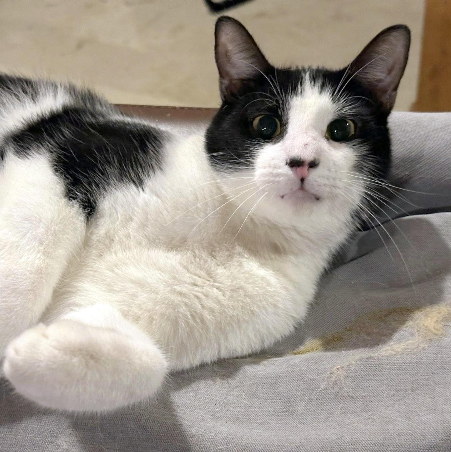 Enlarge B.B., a Adoptable Domestic Short Hair in Pittsburgh, PA image 1/5