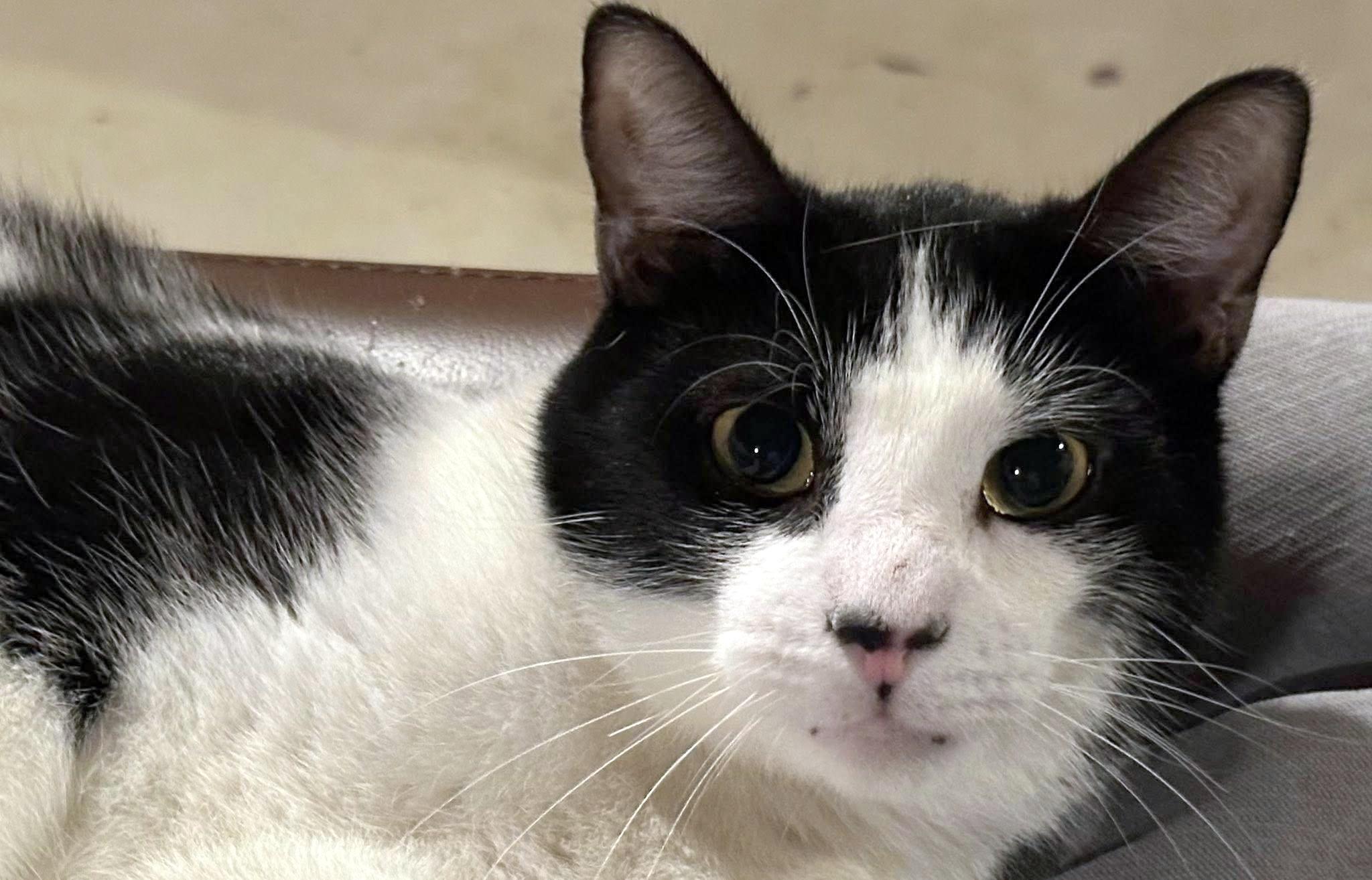 Enlarge B.B., a Adoptable Domestic Short Hair in Pittsburgh, PA image 3/5