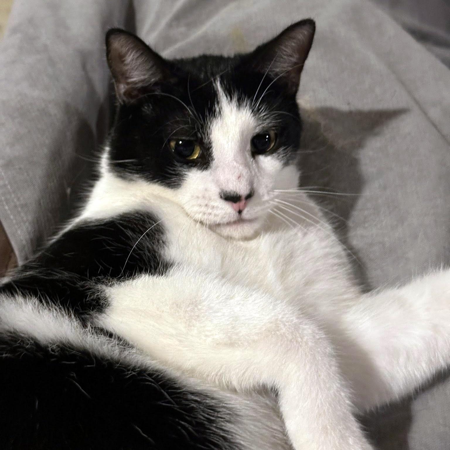 Enlarge B.B., a Adoptable Domestic Short Hair in Pittsburgh, PA image 4/5