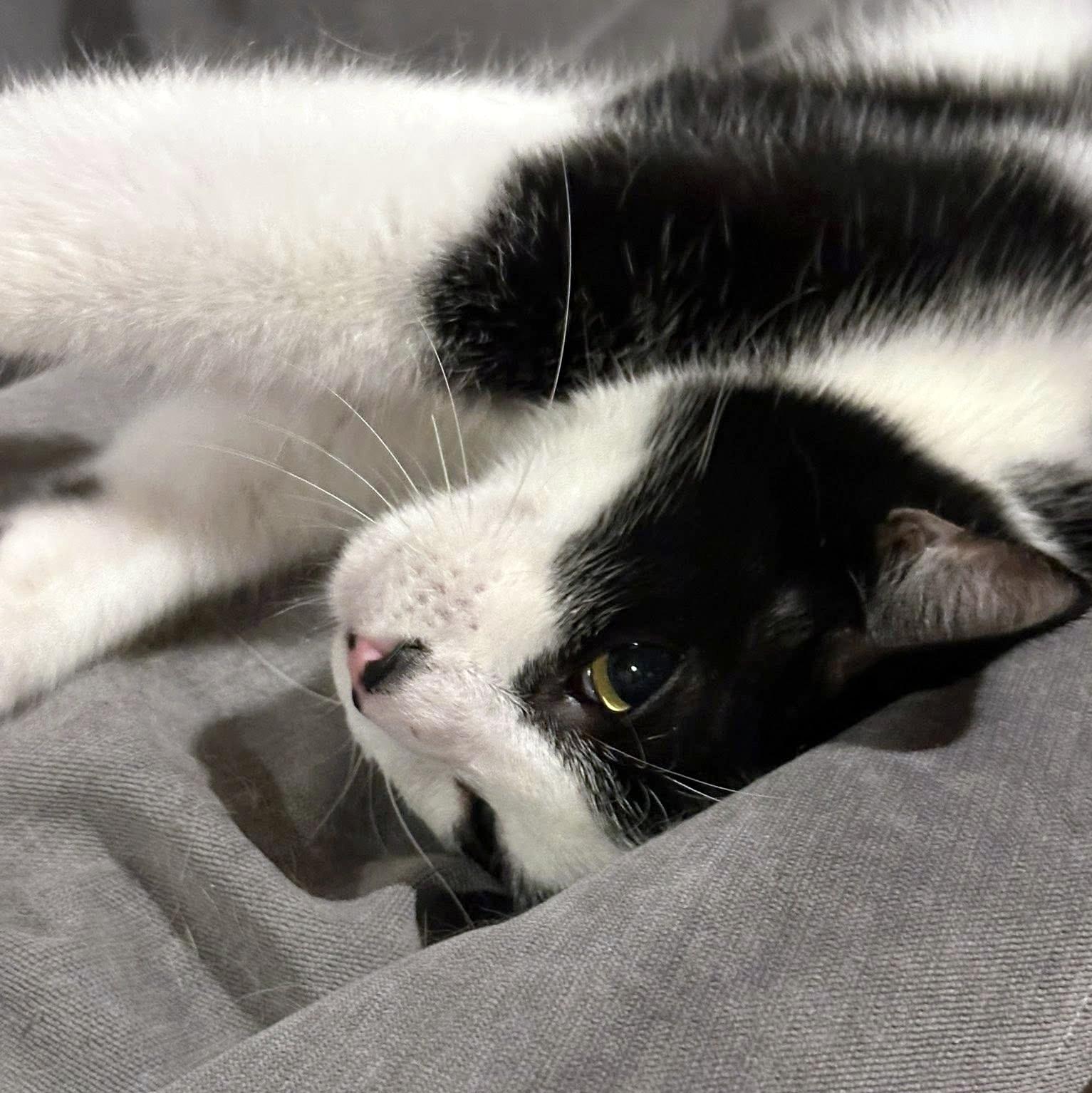 Enlarge B.B., a Adoptable Domestic Short Hair in Pittsburgh, PA image 2/5