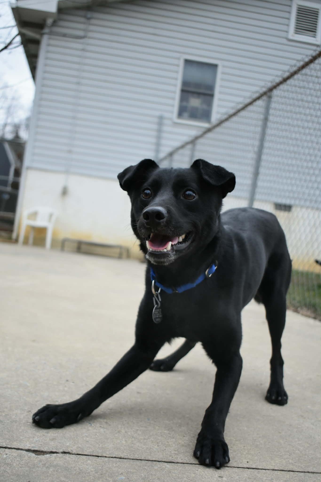 Enlarge Binx, a Adoptable mixed breed in Altoona, PA image 1/1