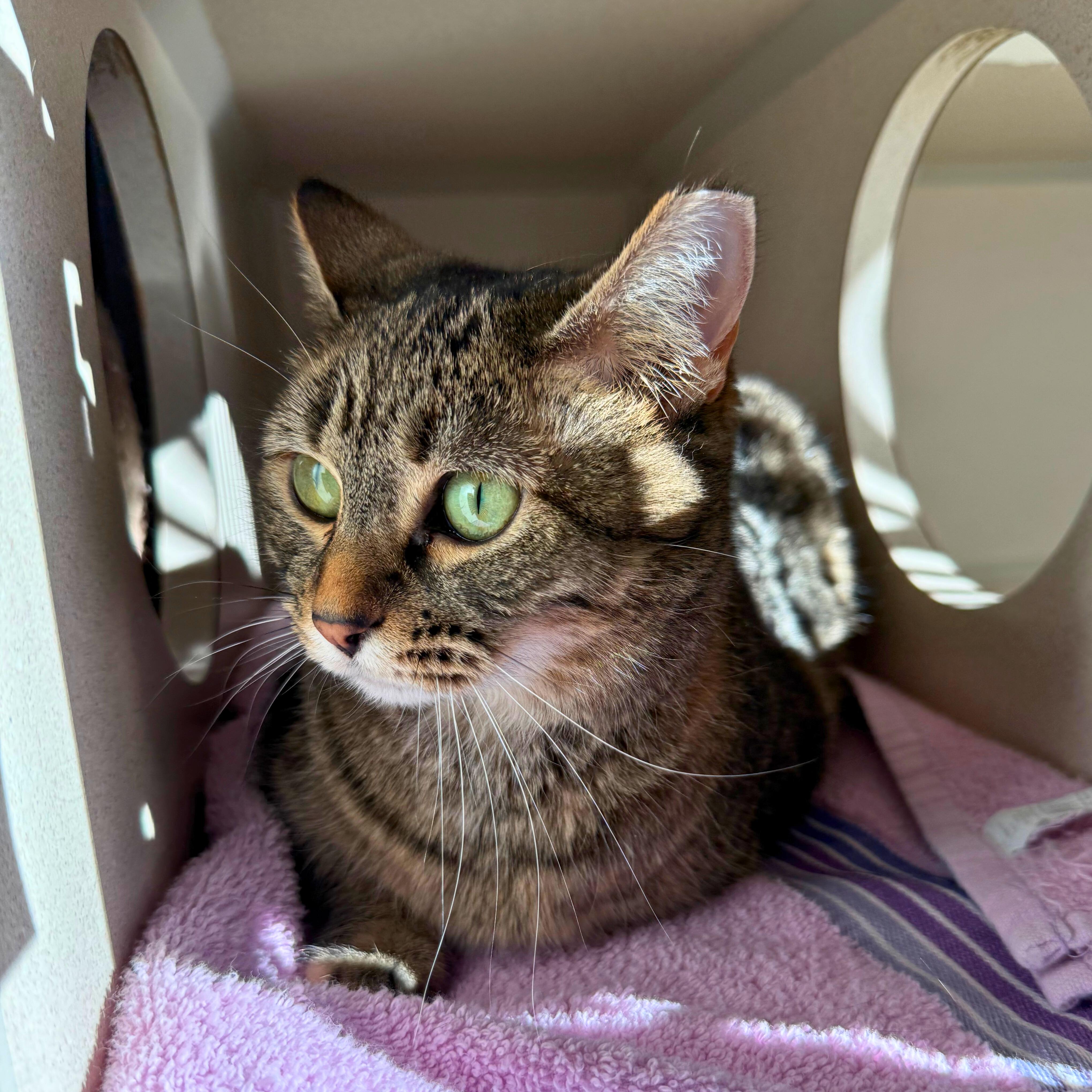 Enlarge Ninja, an adoptable Tabby in Ridgway, CO image 2/6