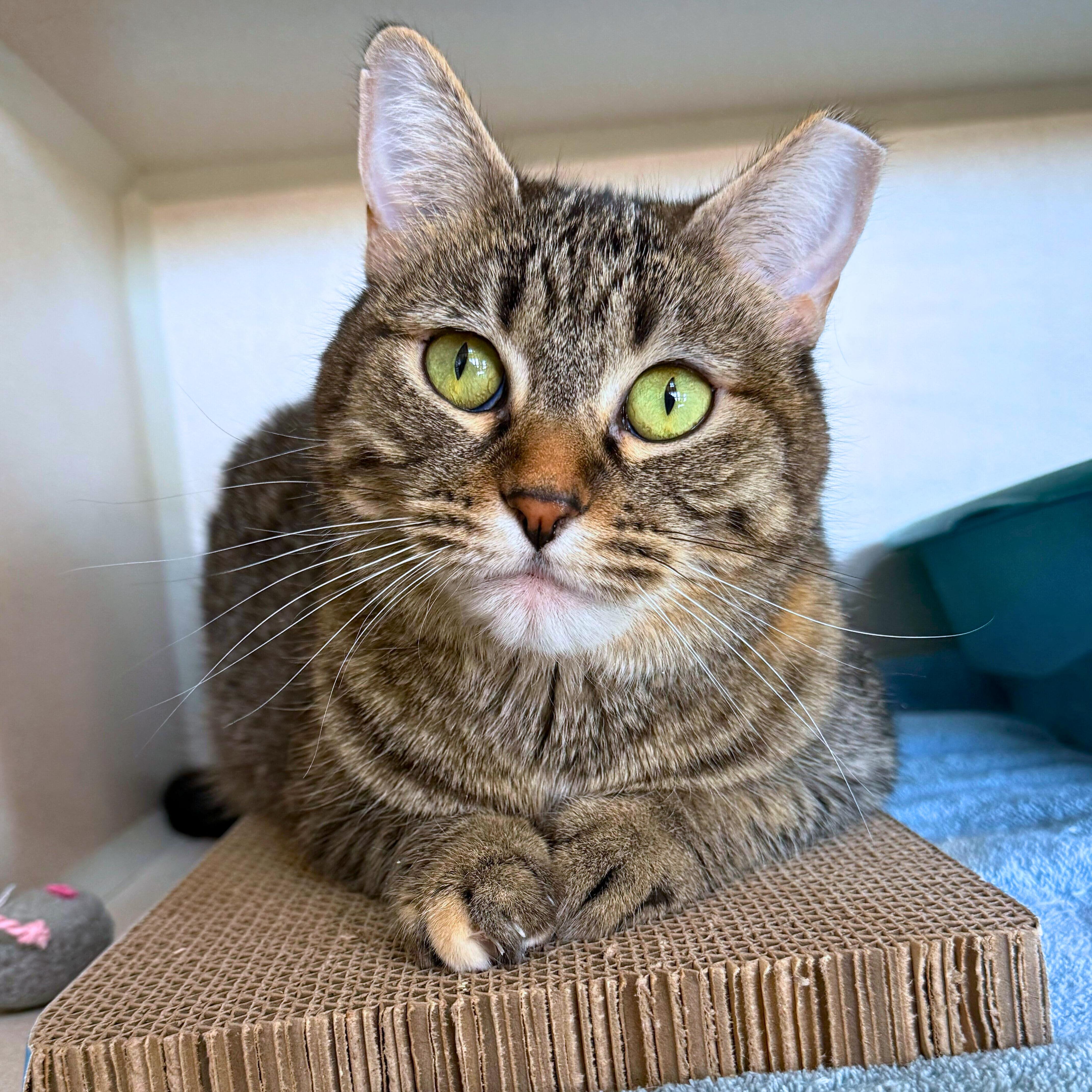 Enlarge Ninja, an adoptable Tabby in Ridgway, CO image 1/6