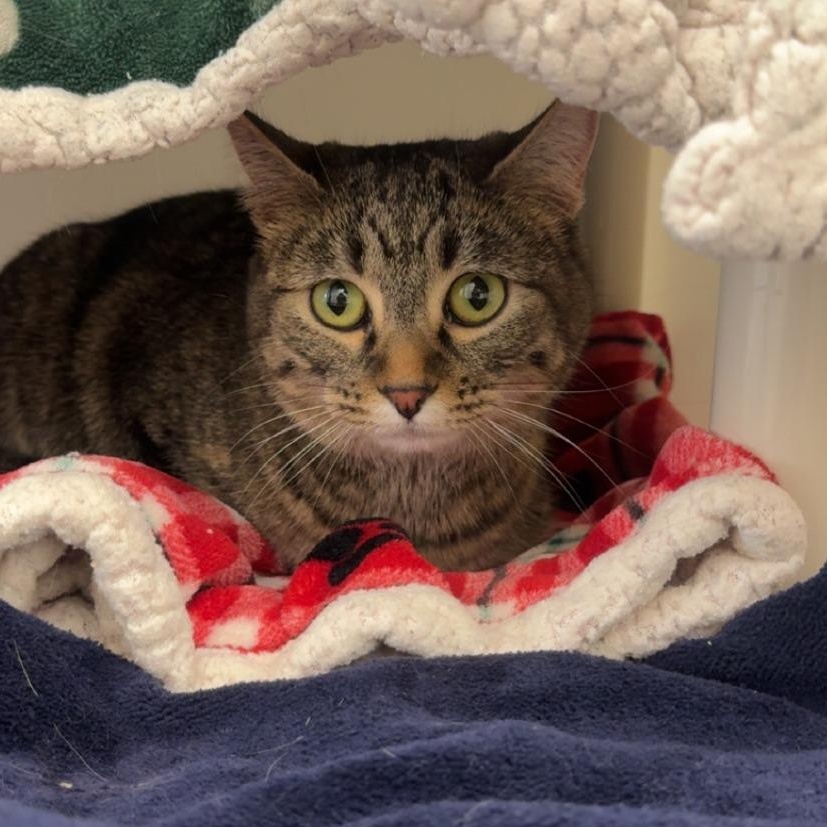 Enlarge Ninja, an adoptable Tabby in Ridgway, CO image 4/6